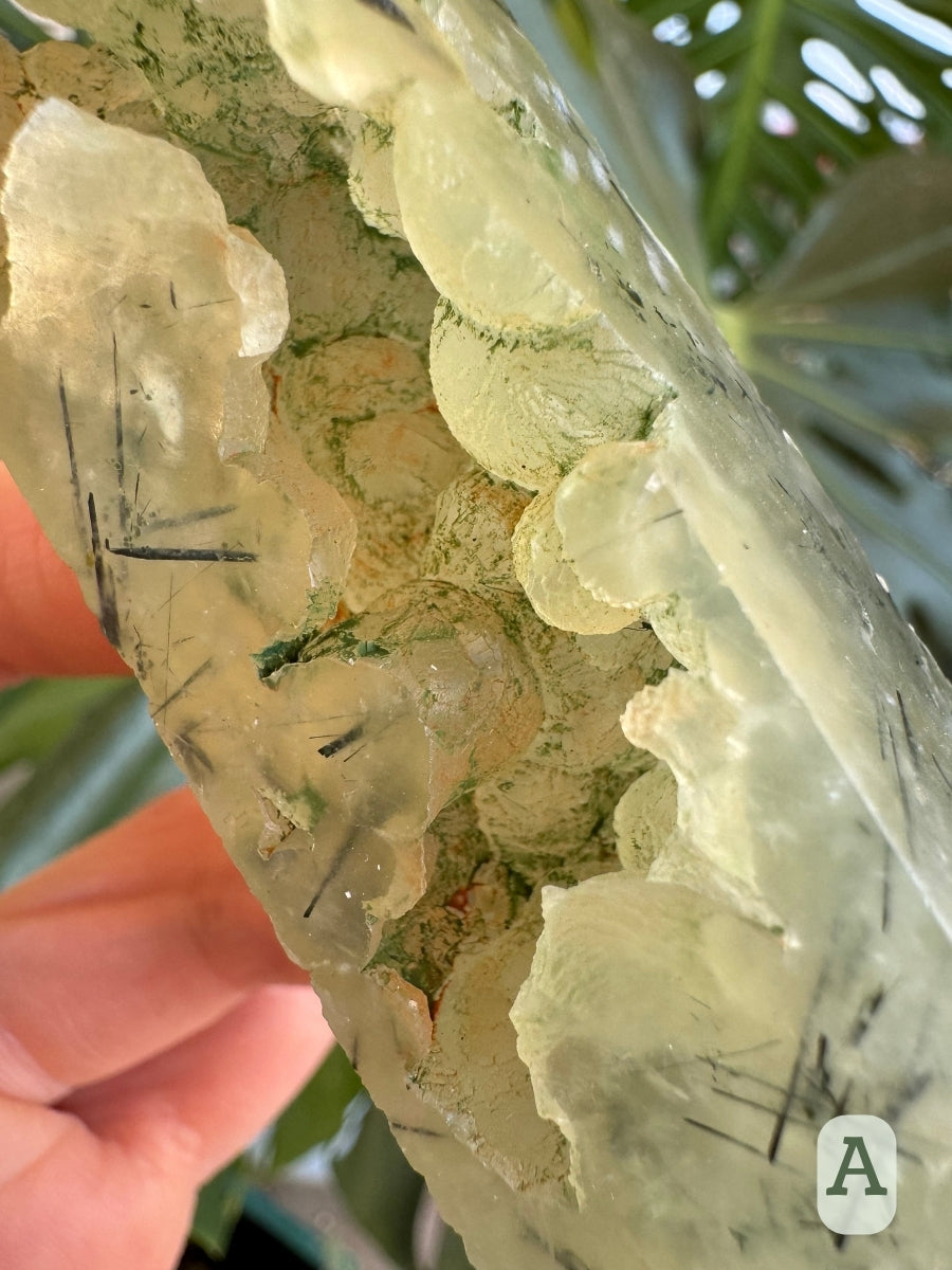 Option A, detail of the botryoidal growth in the open cavities of the point, with good spherical prehnite formations pierced with dark epidote needles