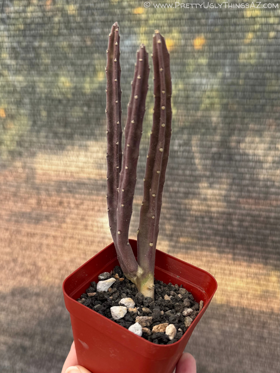A young three-stem plant with purple stress coloration.