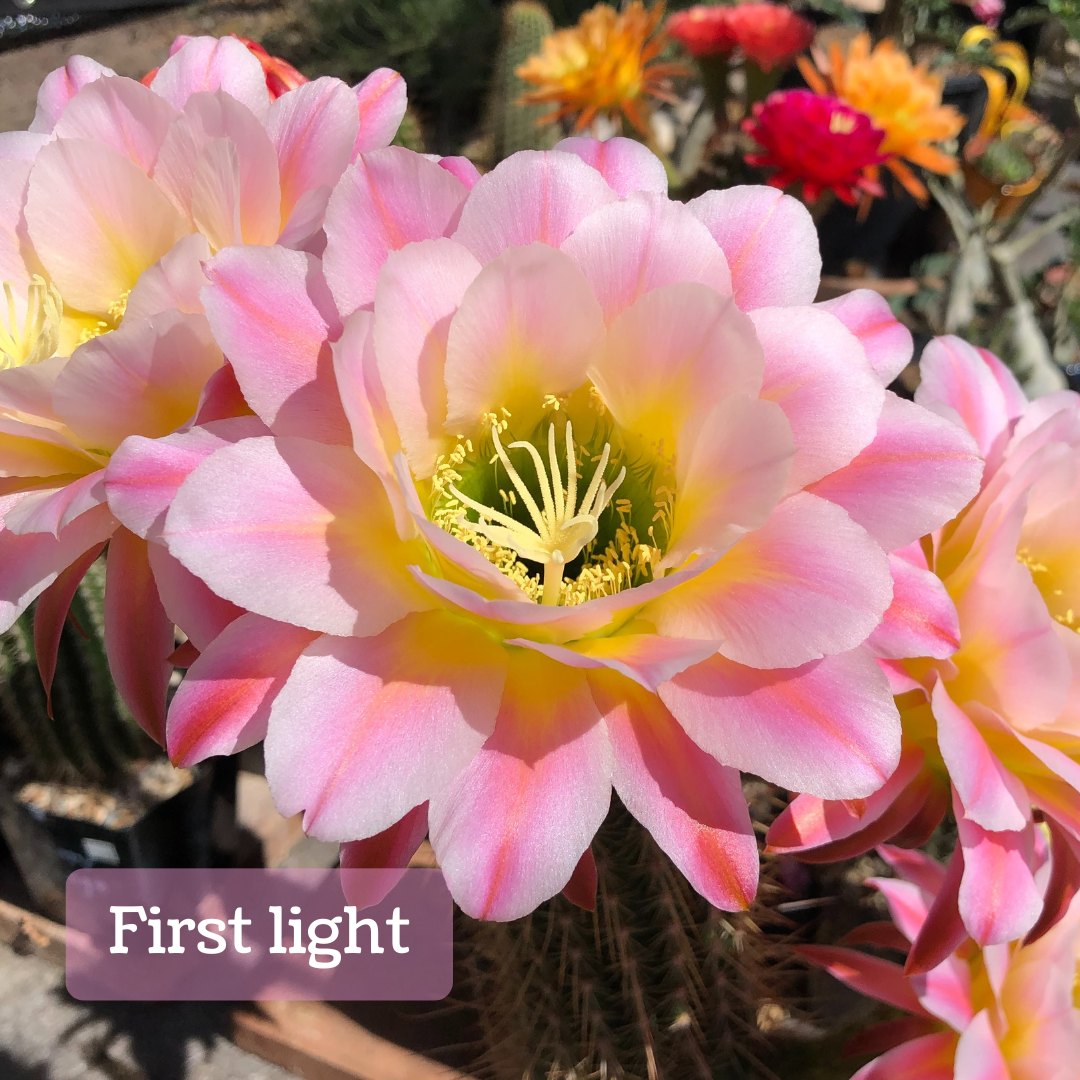 Captioned "First Light," a large white flower on a cactus. The rounded white petals have lovely deep pink lines down the center that fade to white and are bright yellow at the base. It has pale yellow anthers and stigma, with a light green center.