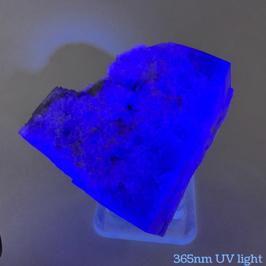 The second of two lighting images, showing the specimen fluorescing bright blue under 365nm UV light. There are bands of concentrated fluorescence near the edges.