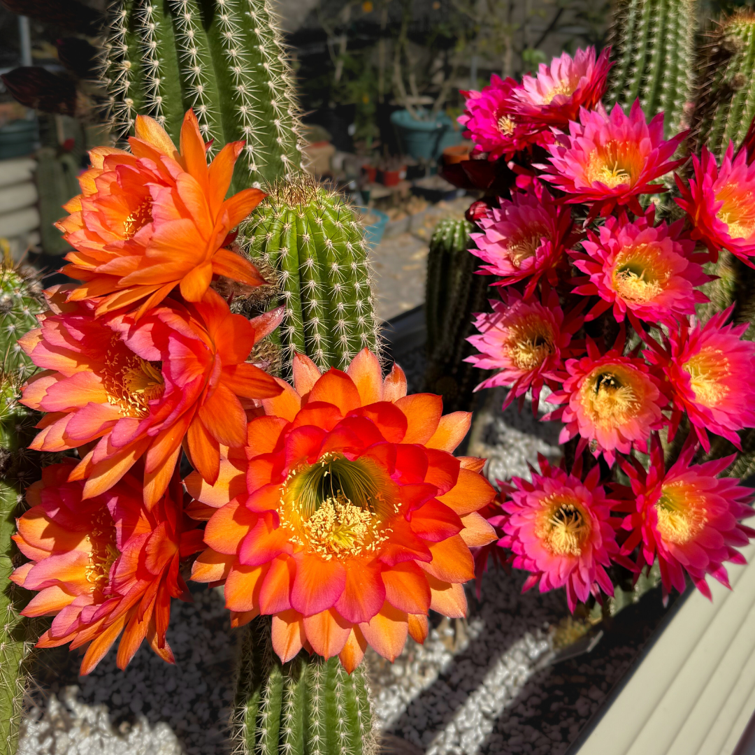 A planter filled with torch cacti, with one in the foreground blooming with four bright orange flowers with pink- rimmed petals. Behind it, another cactus is completely covered with ten large flowers, dark pink on the outer petals fading to light ink in the center.