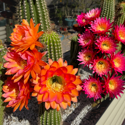 A planter filled with torch cacti, with one in the foreground blooming with four bright orange flowers with pink- rimmed petals. Behind it, another cactus is completely covered with ten large flowers, dark pink on the outer petals fading to light ink in the center.