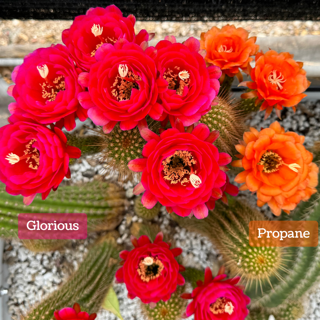 A birds-eye view of torch cacti, one on the left captioned "Glorious" with deep pink flowers. The one on the right is labeled "Propane" and has saturated orange flowers.