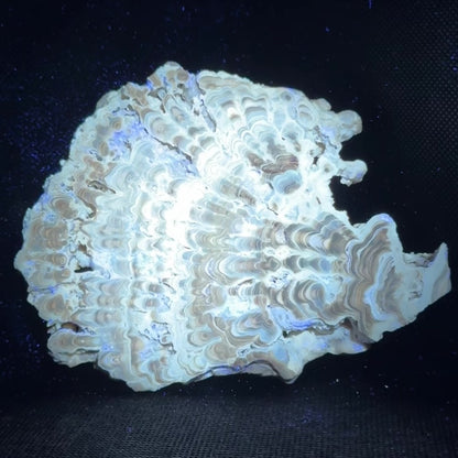Aragonite cave formation, polished slice (large)