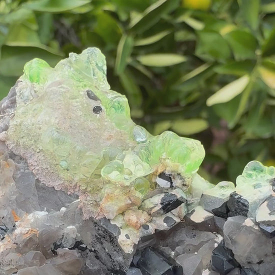 Short clip of the specimen in indirect sunlight, first showing detail of the hyalite which has very good daylight fluorescence, glowing light yellow green. The specimen is tilted and turned, showing the excellent luster of the dozens of schorl crystals, and detail of small smoky quartz points on both sides.