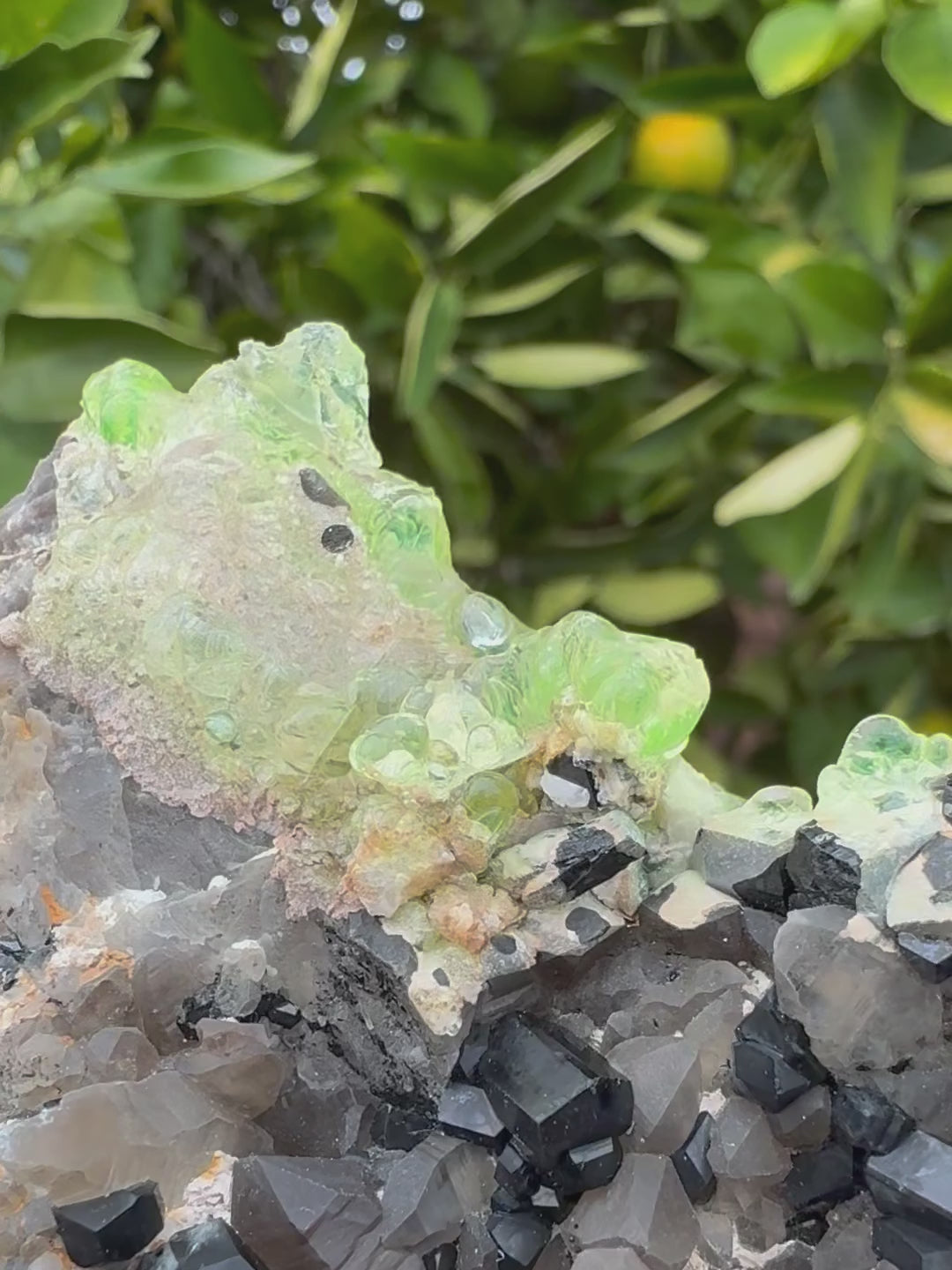 Short clip of the specimen in indirect sunlight, first showing detail of the hyalite which has very good daylight fluorescence, glowing light yellow green. The specimen is tilted and turned, showing the excellent luster of the dozens of schorl crystals, and detail of small smoky quartz points on both sides.