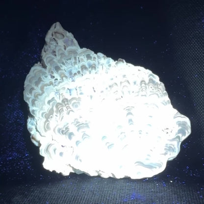 Aragonite cave formation, polished slice (large)