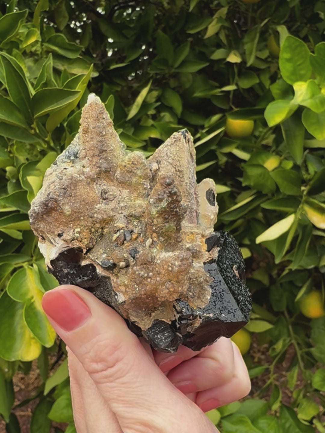 Short clip of the specimen being tilted and rotated in indirect sunlight, showing the faces of the crystals. The hyalite coating doesn't have much daylight fluorescence. The specimen is relatively small scale, the main schorl crystal about the scale of an apricot.