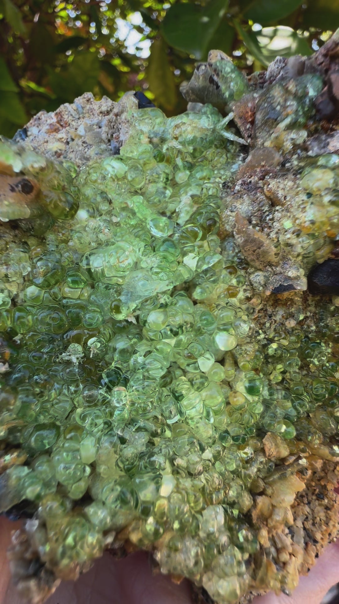 The specimen glowing a light yellow-green in indirect sunlight, tilting the piece in different directions to demonstrate the clarity and sparkle of of the crystals. Some spheres have a white snowball-like interior.