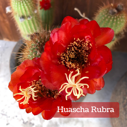 Captioned "Huascha Rubra," two large flowers with compact rounded petals on a cactus. The petals are a vibrant orange-red with light yellow anthers and stigma.