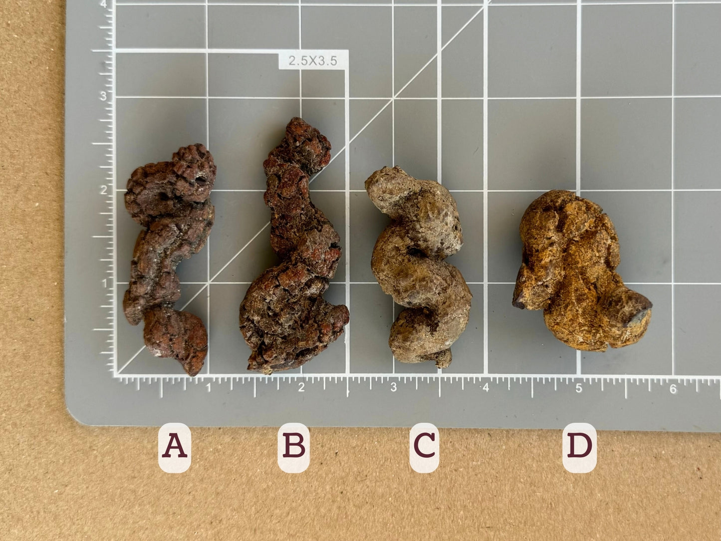 Scale image of options A through D on a measuring mat. A and C are a bit over two inches long, B is two and a half inches, and D is an inch and a half.