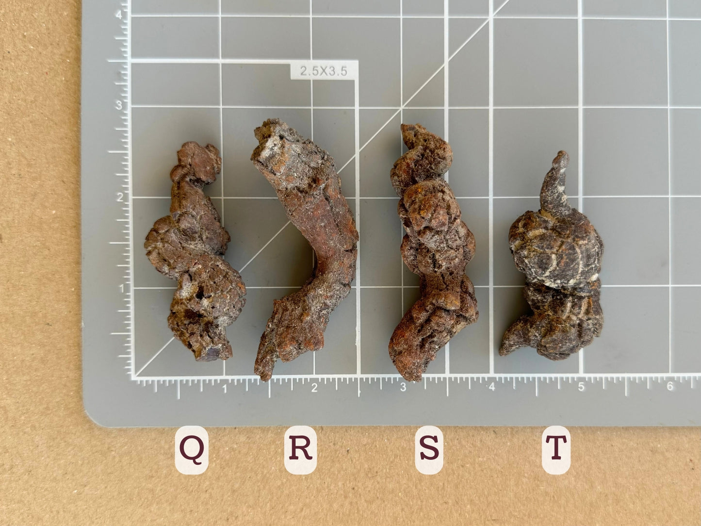 Scale image of options Q through T on a measuring mat. Q is about two inches long, R and S are both about two and a half inches, and T two inches in length.