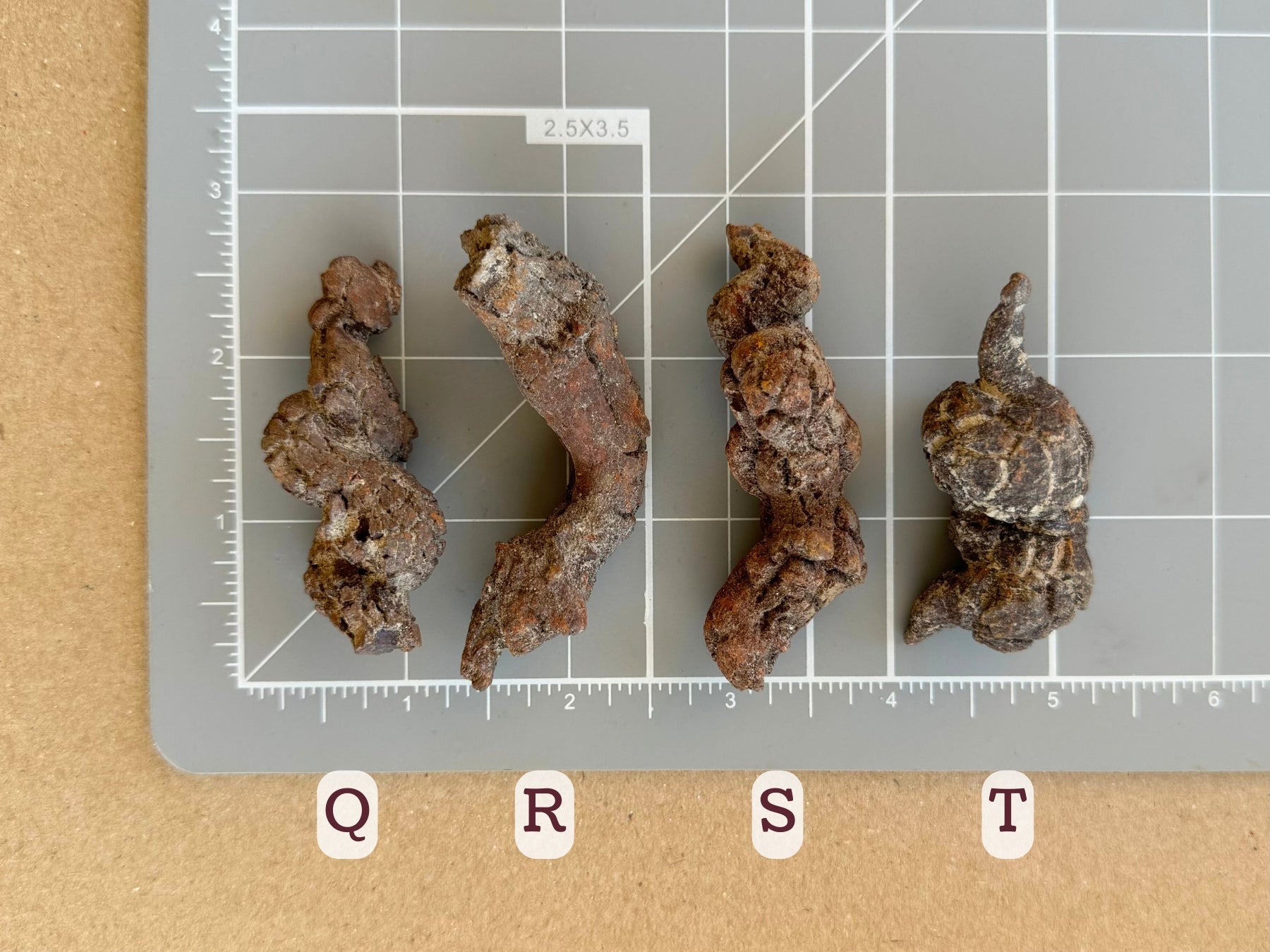 Scale image of options Q through T on a measuring mat. Q is about two inches long, R and S are both about two and a half inches, and T two inches in length.