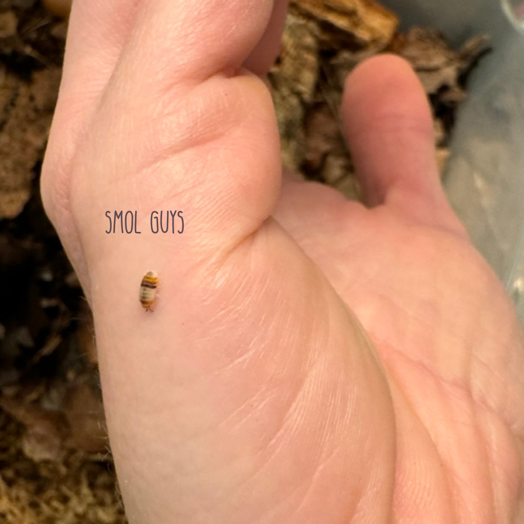 White shark isopod on a hand for scale, very small isopod captioned "smol guys."