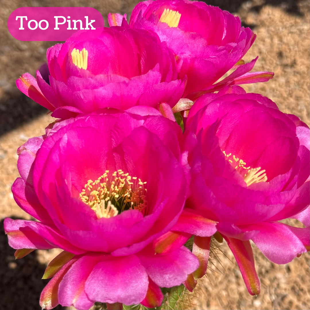 Too Pink torch cactus bloom, vibrant Barbie-pink flowers with many layers of wide rounded petals like a camelia. The pistil and stamen filaments are butter yellow. 