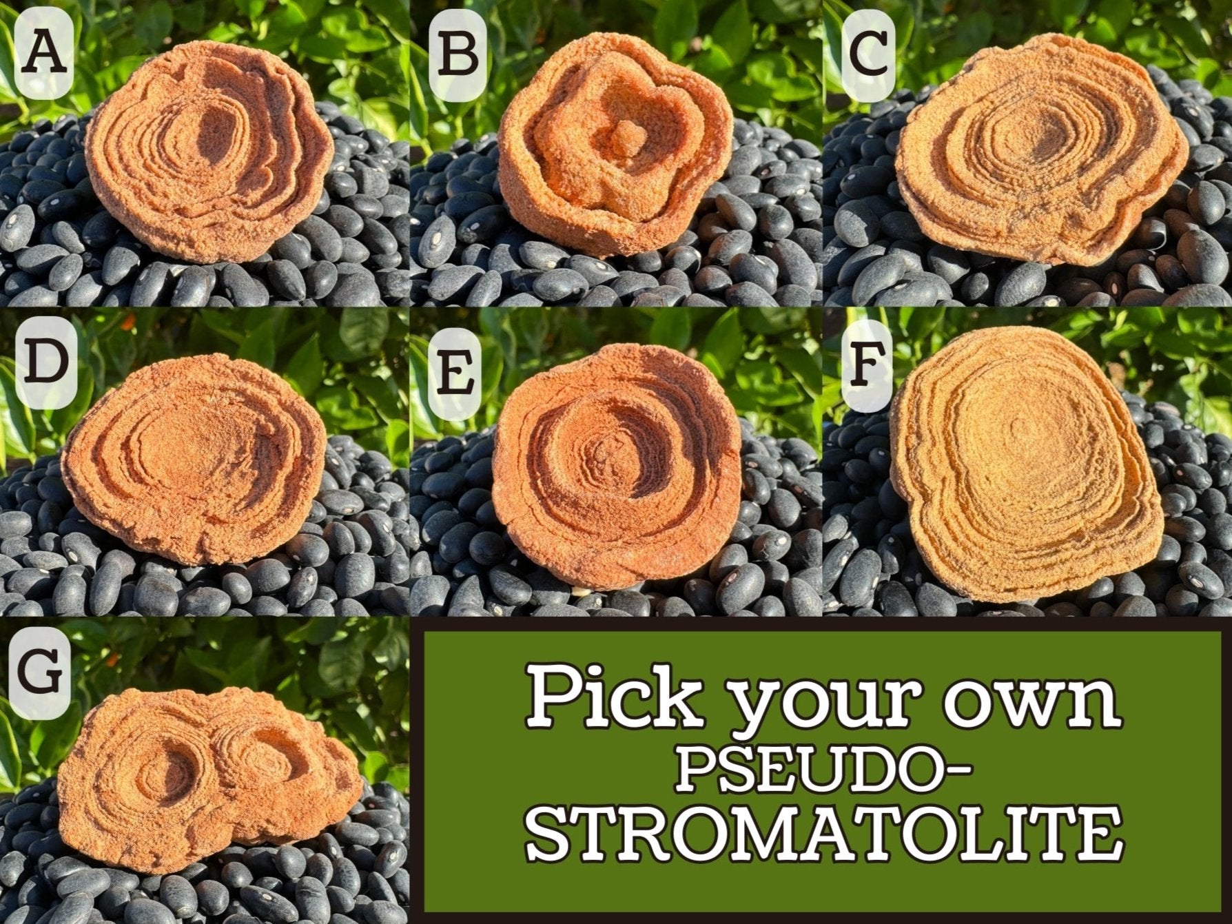 Image reads "Pick your own pseudo-stromatolite" and previews options A–G