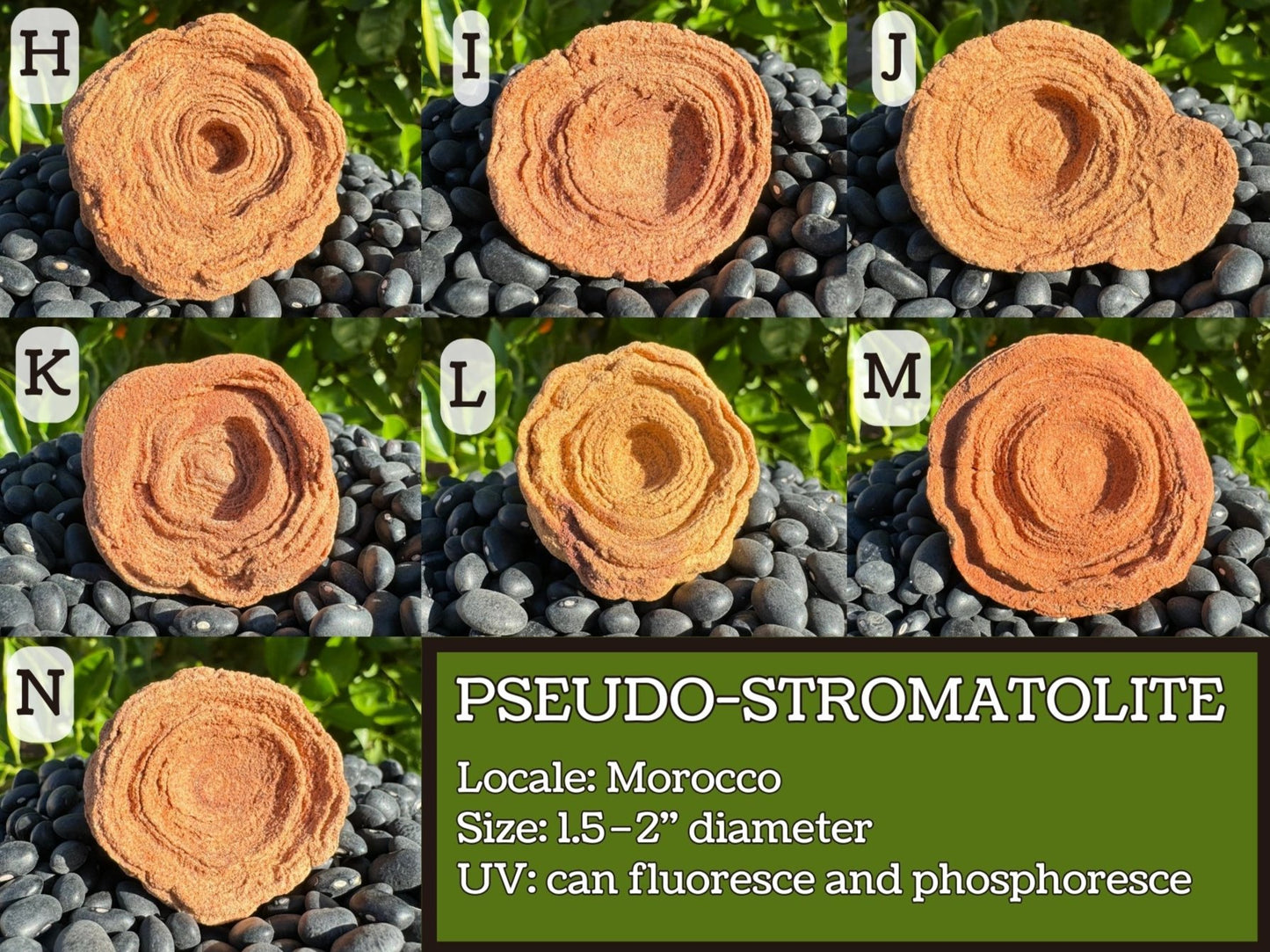 Image reads "Pseudo-stromatolite
Locale: Morocco
Size: 1.5–2 inch diameter
UV: can fluoresce and phosphoresce" and previews options H–N