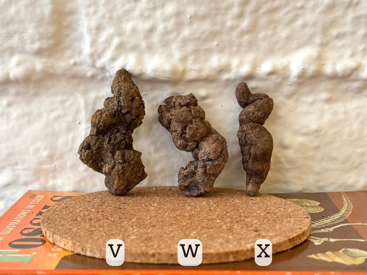 Options V–X, all brown. V is a thick bulbous long coprolite with a tapered end. W is lumpy twisted piece flat on the ends. X is a well-formed thin piece folded on one end.