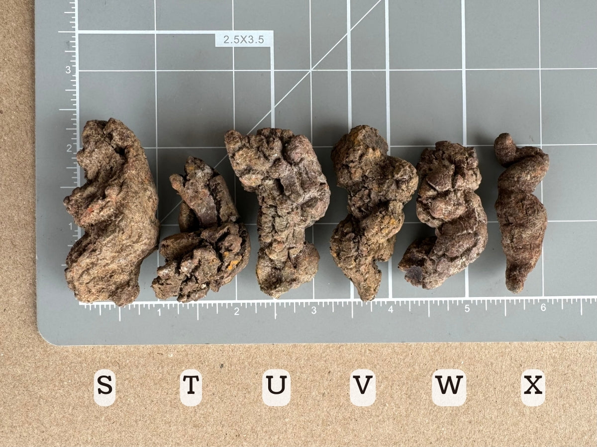 Scale image of options S through X on a measuring mat. All options are about two inches long, except S is over two inches, and T under two inches long.