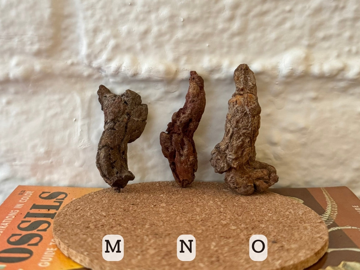 Options M–O. M is an irregular dark brown piece, flat on one end and pointed on the other. N is a red-brown long, thin curved piece. O is a light brown sausage-shaped piece that bends at a right angle near one end.